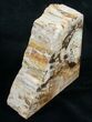 Small Cottenwood Petrified Wood Bookends - Oregon #9722-2